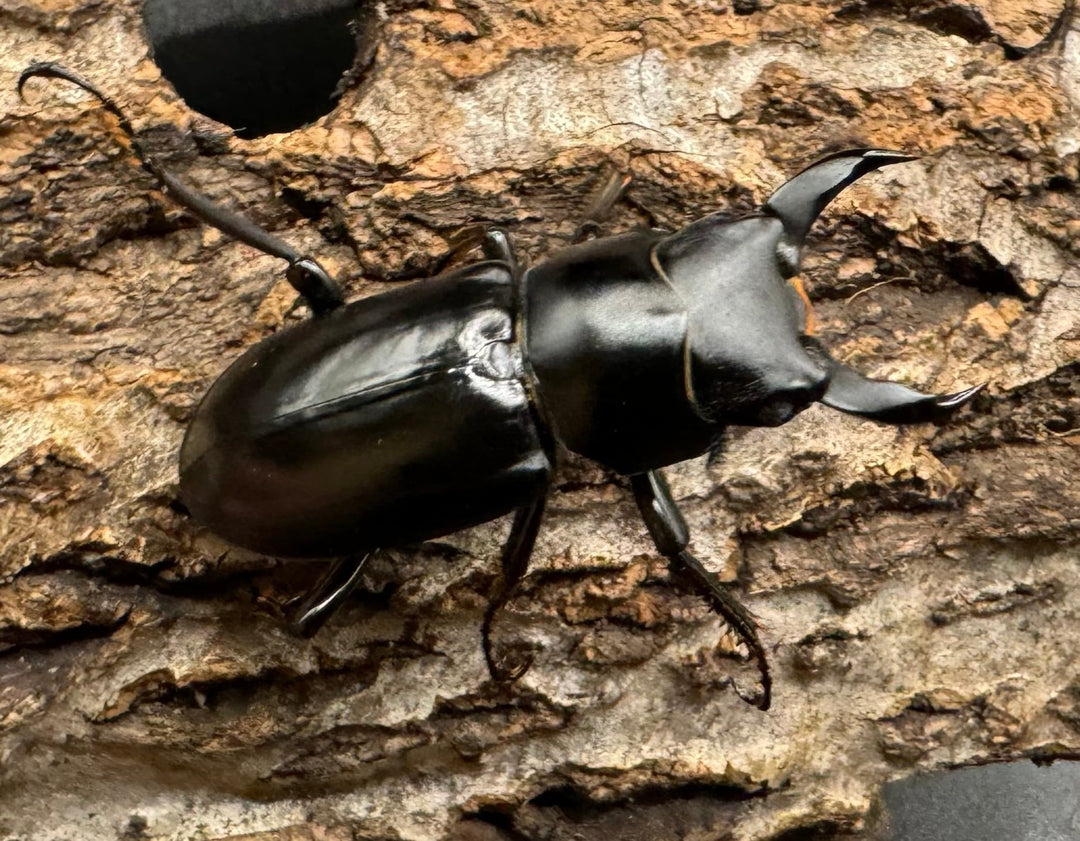 【WD】《ブラナウンコクワ 福貢県産 38mm ペア》