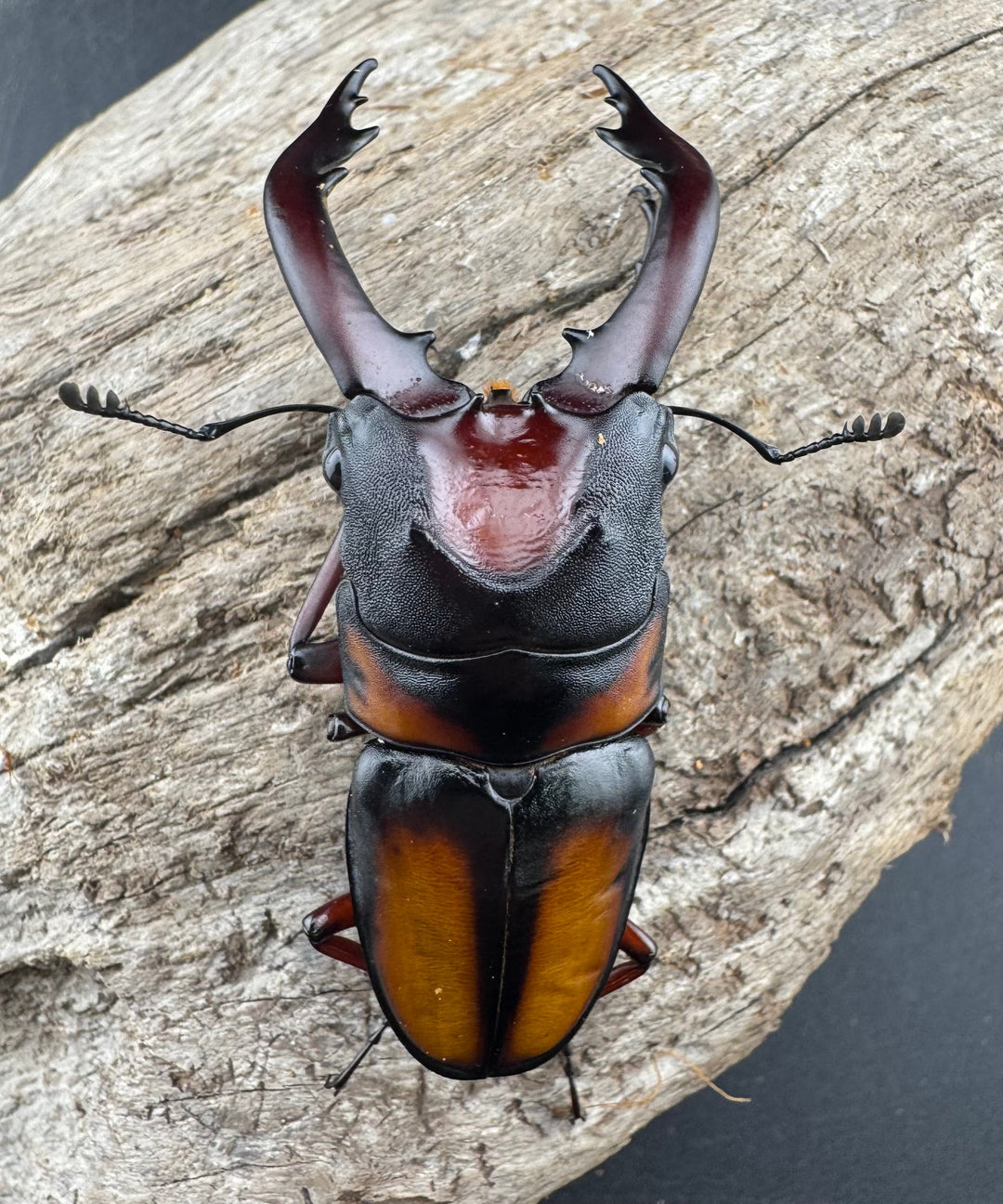 《ミラビリスノコギリクワガタ 68mm ペア》