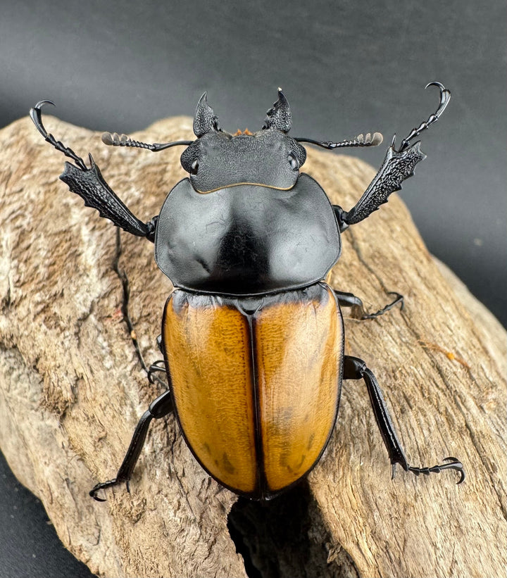 【WD】《ニティドゥスマルバネ亜種lemeei 広西壮族産 50mm ペア》