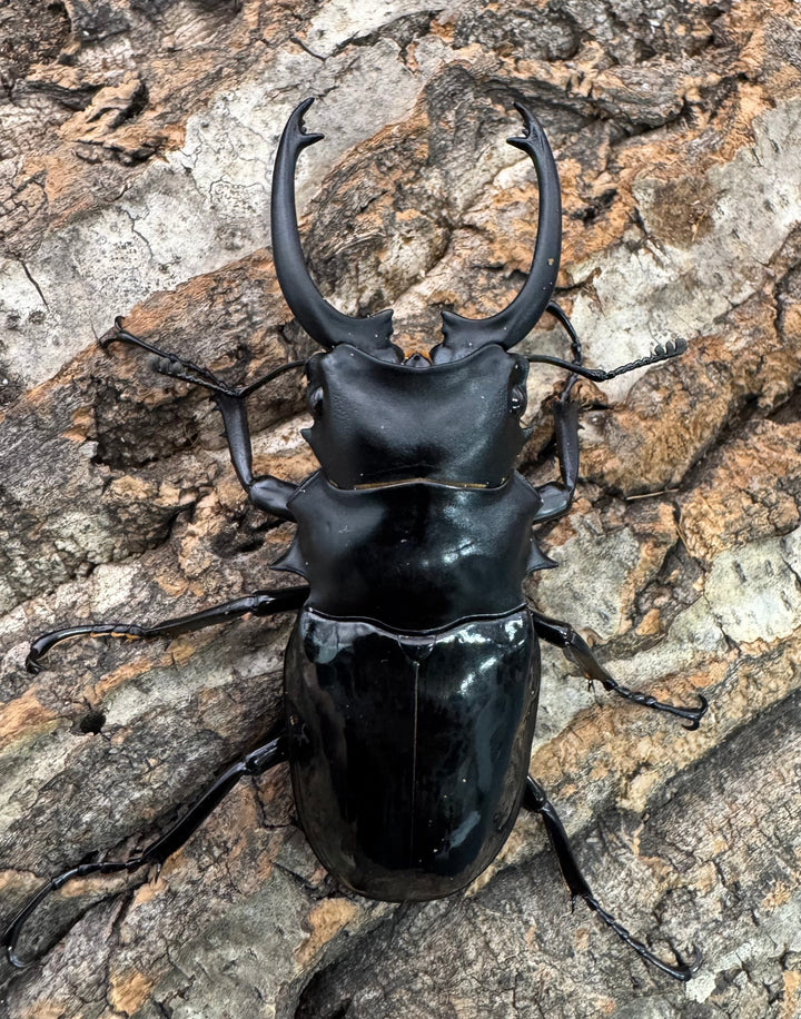 【WD】《ダールマンツヤクワガタ亜種celebensis 82mm ペア》