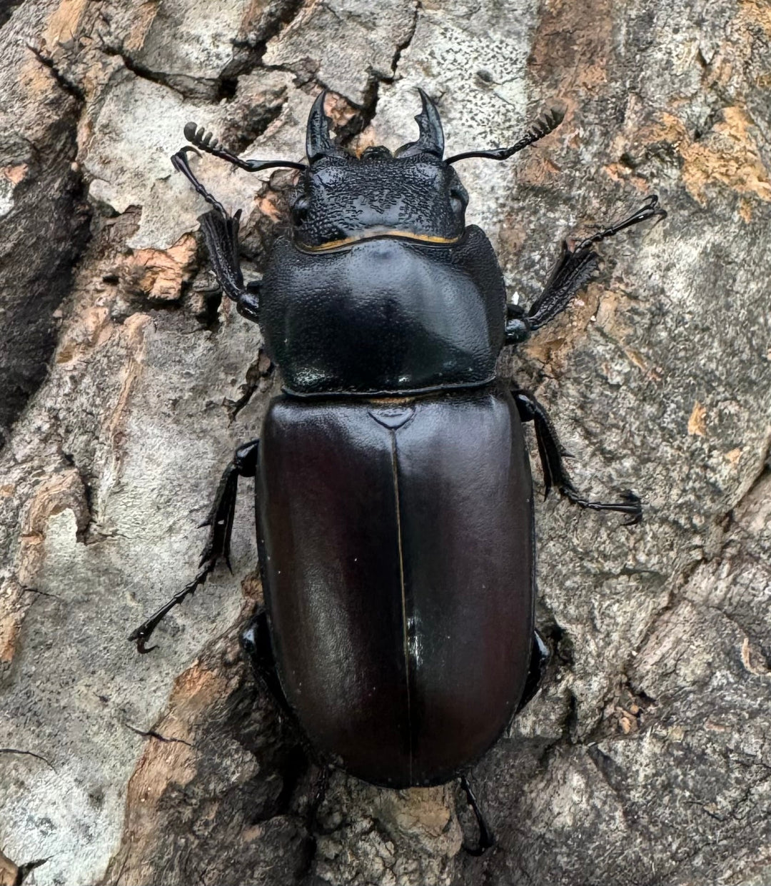 即ブリ《ダビソンフタマタ 77mm ♂♀♀♀♀セット》