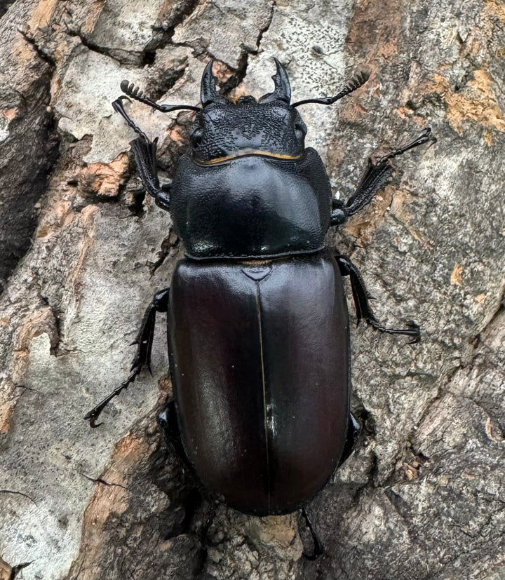 即ブリ《ダビソンフタマタ 77mm ♂♀♀♀♀セット》