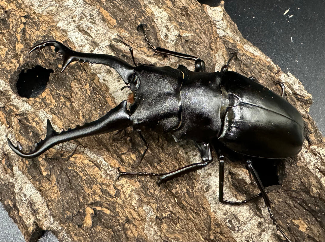 【WD】《ギラファノコギリ亜種ニシヤマイ 94.5mm ペア》