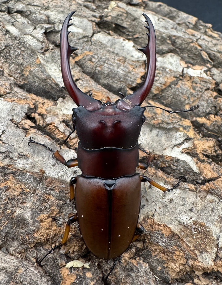 【WD】《アスタコイデスノコギリ ベンクール産 65mm ペア》