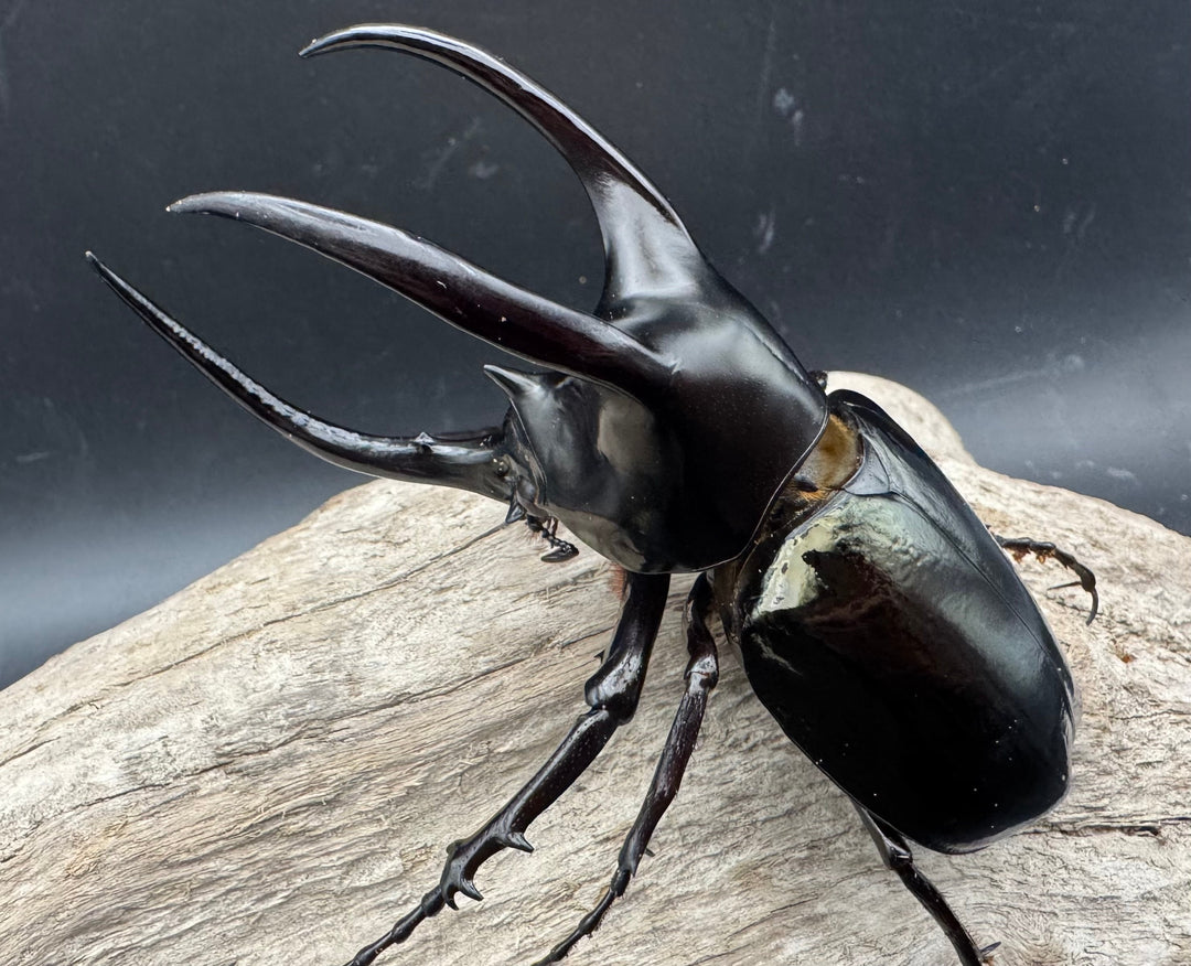 【WD】《モーレンカンプオオカブト 102mm ペア》