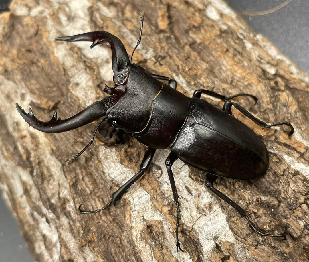 【WD】《アマミノコギリ 64mm ペア》