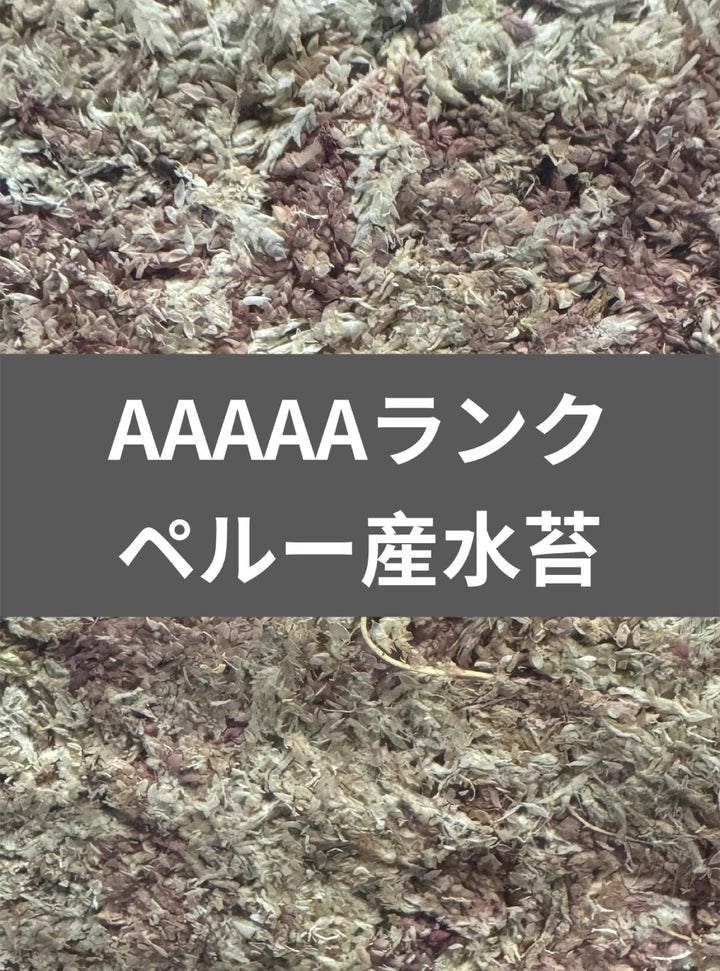 【12L】【ハイグレード】ペルー産水苔AAAAAランク 150g