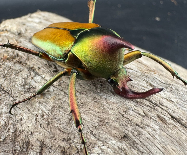 【WD】《ロドリゲスヒメカブトハナムグリ 大型 ペア》