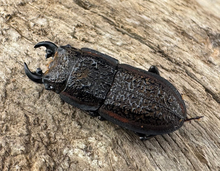 《カエラートゥスサメハダ 19.5mm ペア》