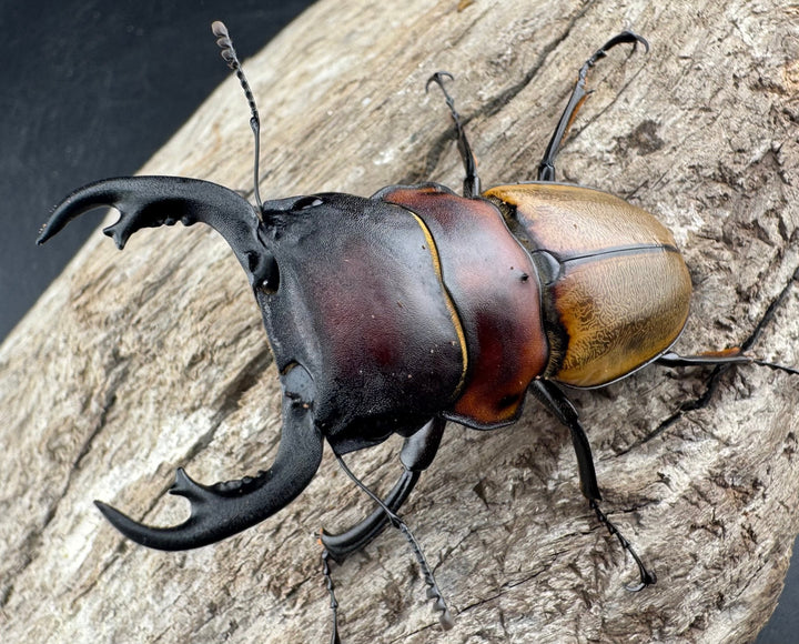 【WD】《ゾンメルツヤクワガタ 57.5mm ペア》