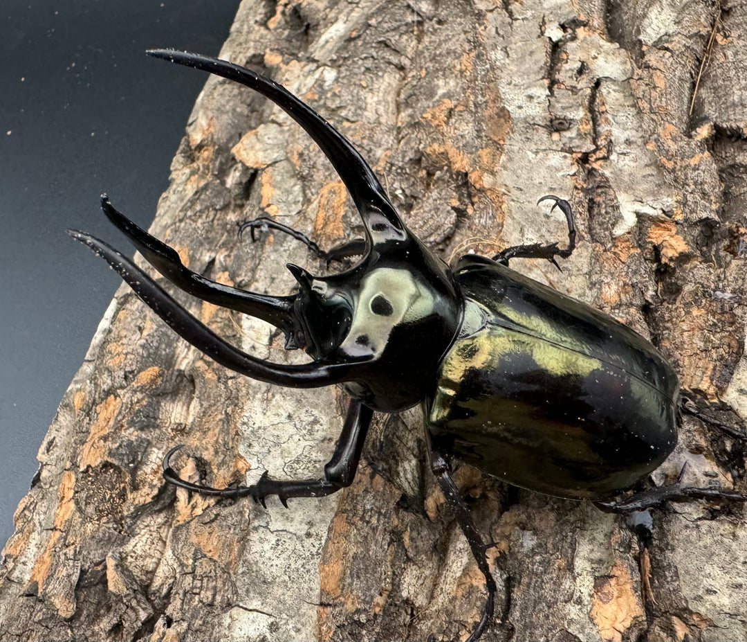 【WD】《ミンダナオアトラスオオカブト 92.5mm ペア》