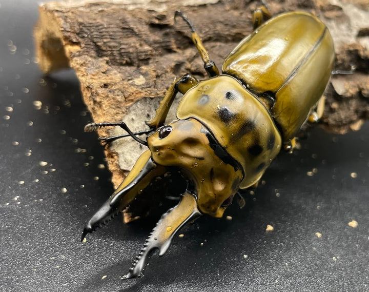 《ババオウゴンオニクワガタ　3令　幼虫　3頭セット》