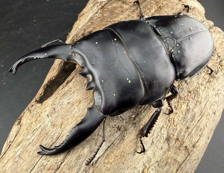 【WD】《アルキデスヒラタ アチェ産 長歯 89mm ペア》