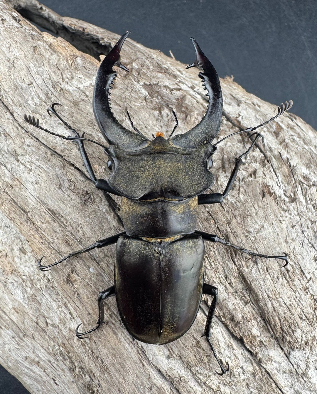 【WD】《ノビリスミヤマ 63mm ペア》