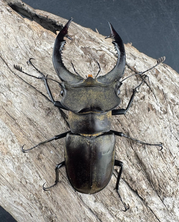 【WD】《ノビリスミヤマ 63mm ペア》