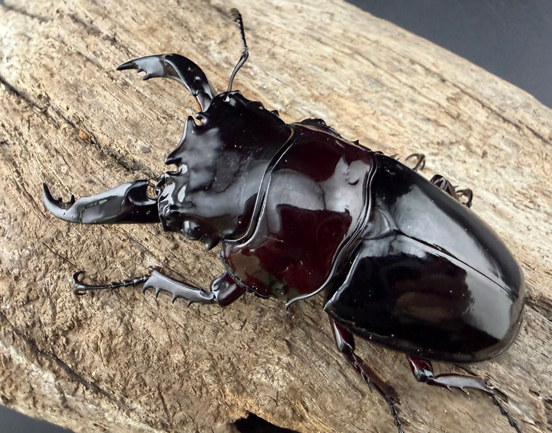 《赤レギウスオオツヤクワガタ 70mm ♂単》