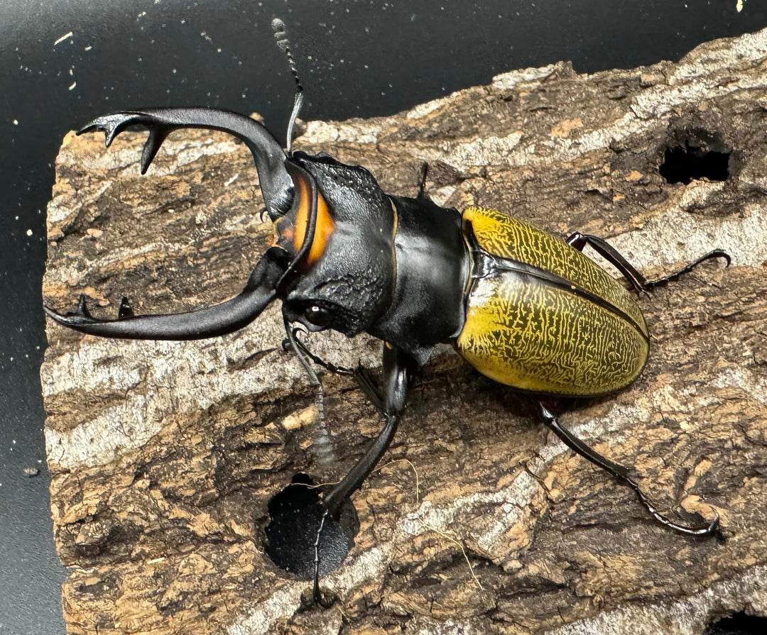 【WD】《スペクタビリスツヤクワガタ 76.5mm ペア》