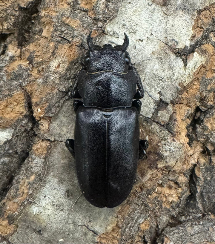 【美麗】《メタリフェルホソアカ 75mm ペア》わたくわ氏ブリード個体