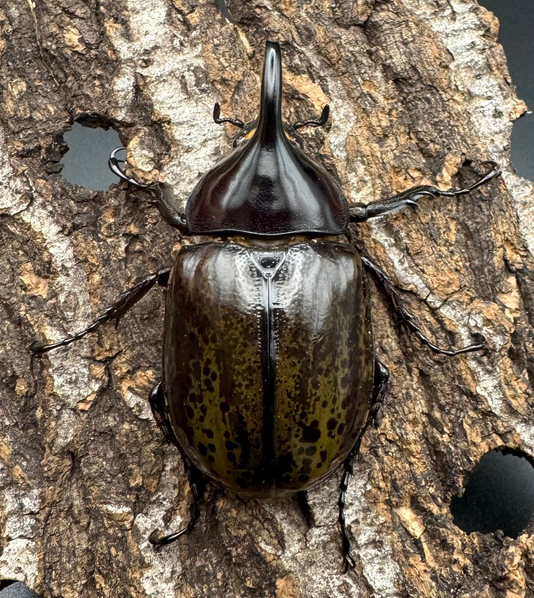 【WF2】《モロンオオカブト 62mm ペア》