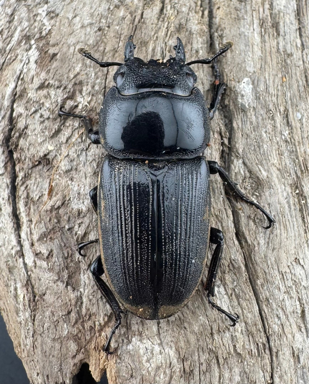 【WD】《クルビデンスオオクワ原名亜種 70mm ペア》