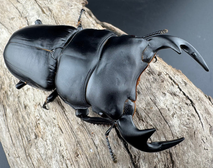 【WF1】《アンタエウスオオクワ カオバン産 80mm ペア》