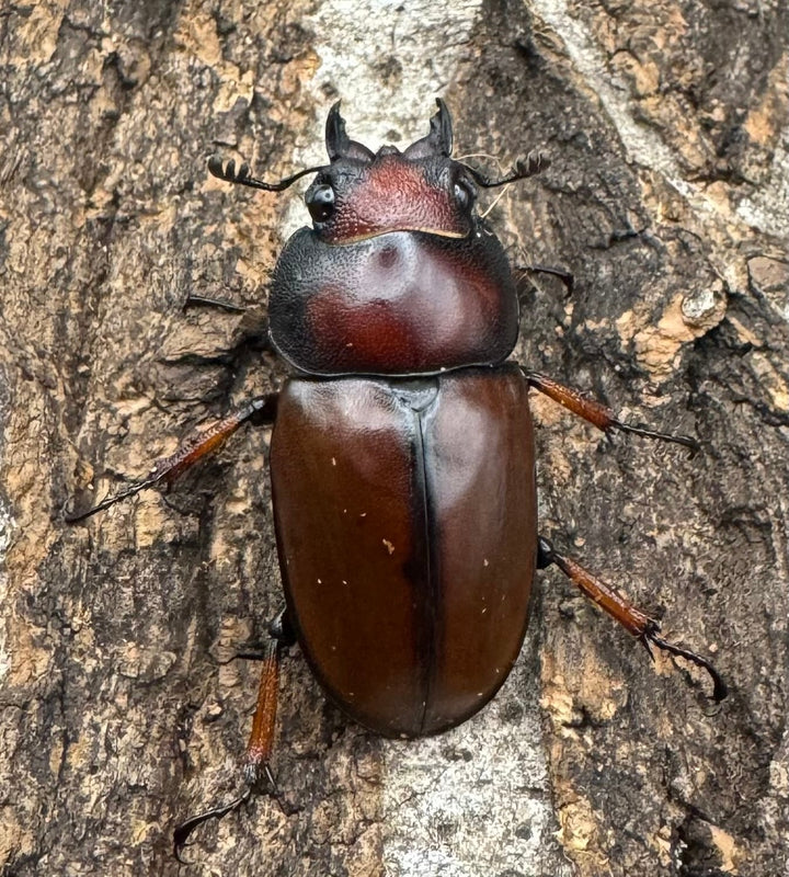 【WD】《アスタコイデスノコギリ 西ジャワ産 66.5mm ペア》