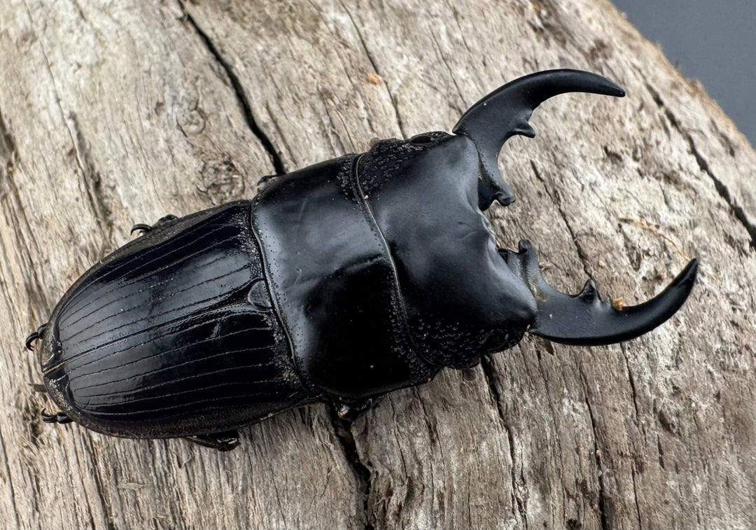 【WD】《フィリピンネブト亜種バンガイエンシス 34.5mm ペア》