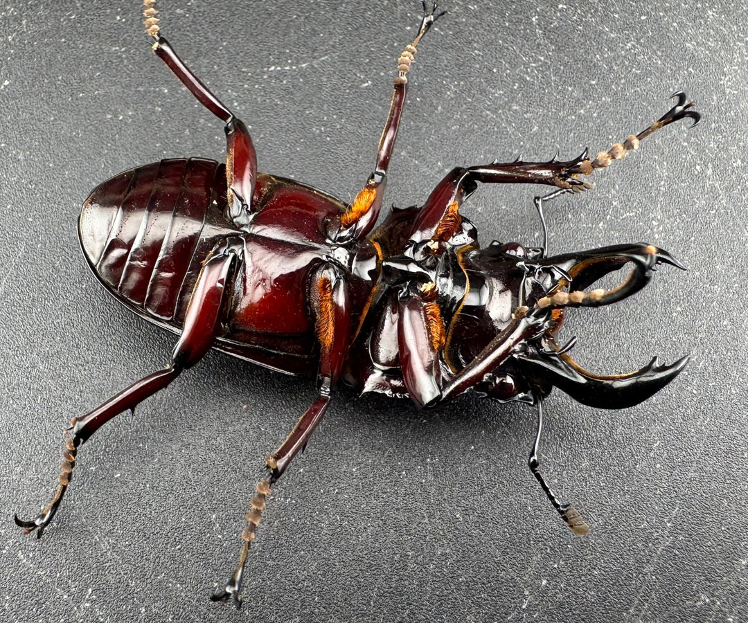 【赤目】《赤レギウスオオツヤクワガタ 魔閃紅血統 58mm ペア》inohiro109氏ブリード個体