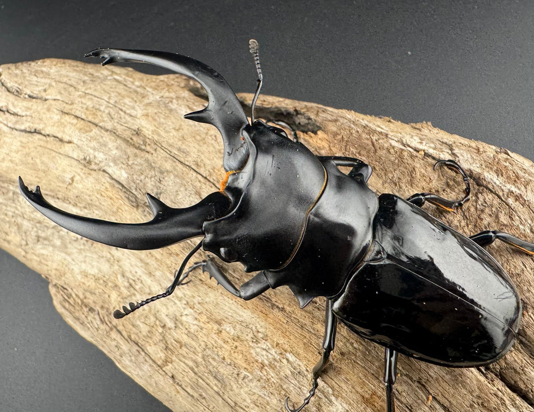 【WD】《インターメディアツヤクワガタ ネグロス島産 96.5mm ペア》