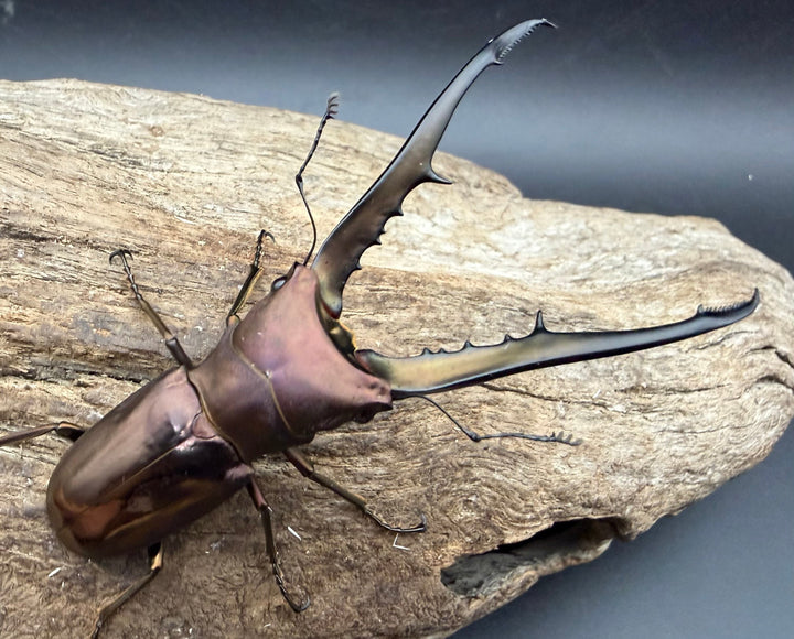 《メタリフェルホソアカ亜種フィナエ パープル系 80mm ペア》