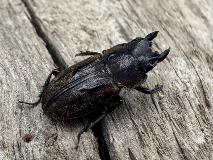 《ペルークワガタ Free ペア》