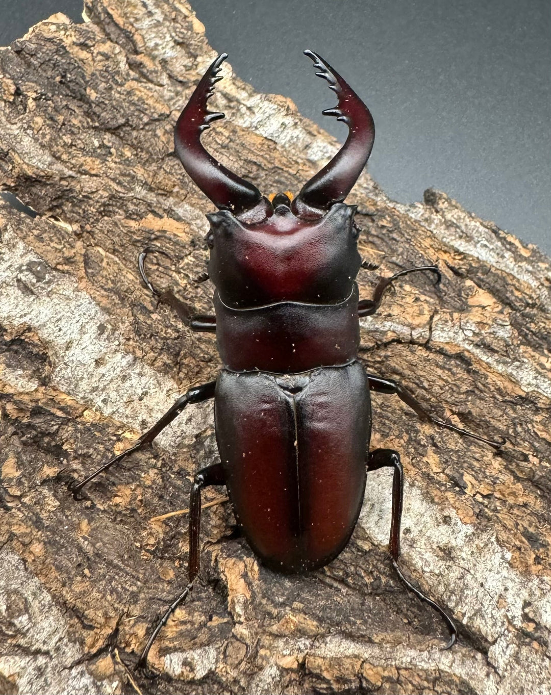 【WF1】《本土ノコギリクワガタ 八王子産 59mm ♂単》