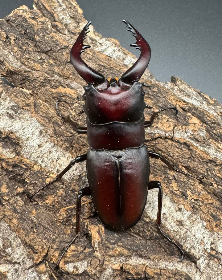 【WF1】《本土ノコギリクワガタ 八王子産 59mm ♂単》