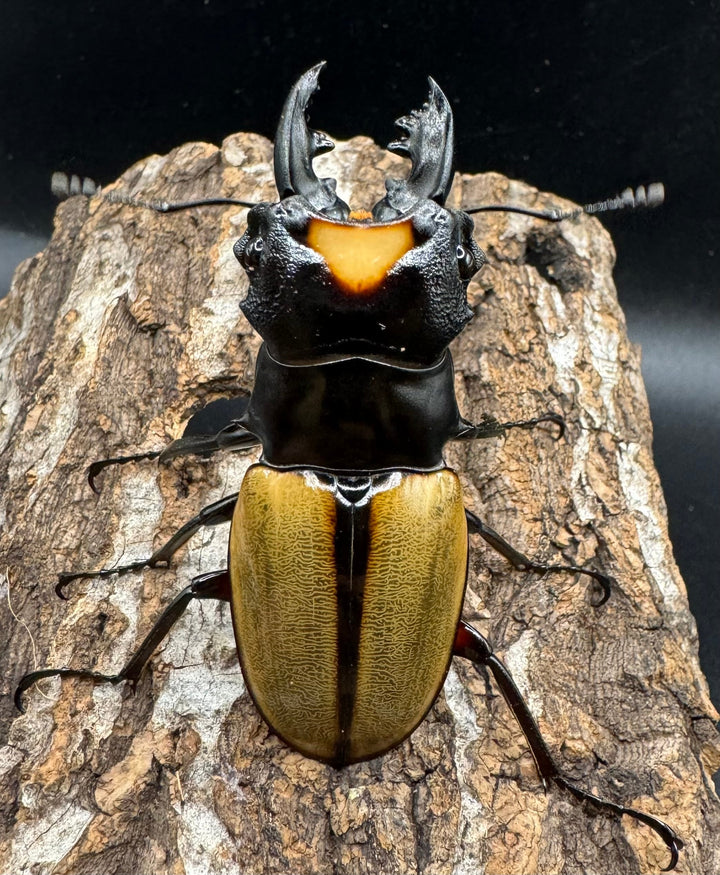 【WD】《ラコダールツヤクワガタ アチェ産 60mm ペア》