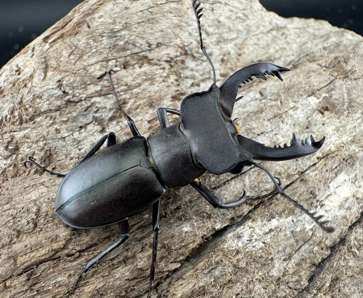 【WD】《クラッペリッヒミヤマ 37.5mm ペア》