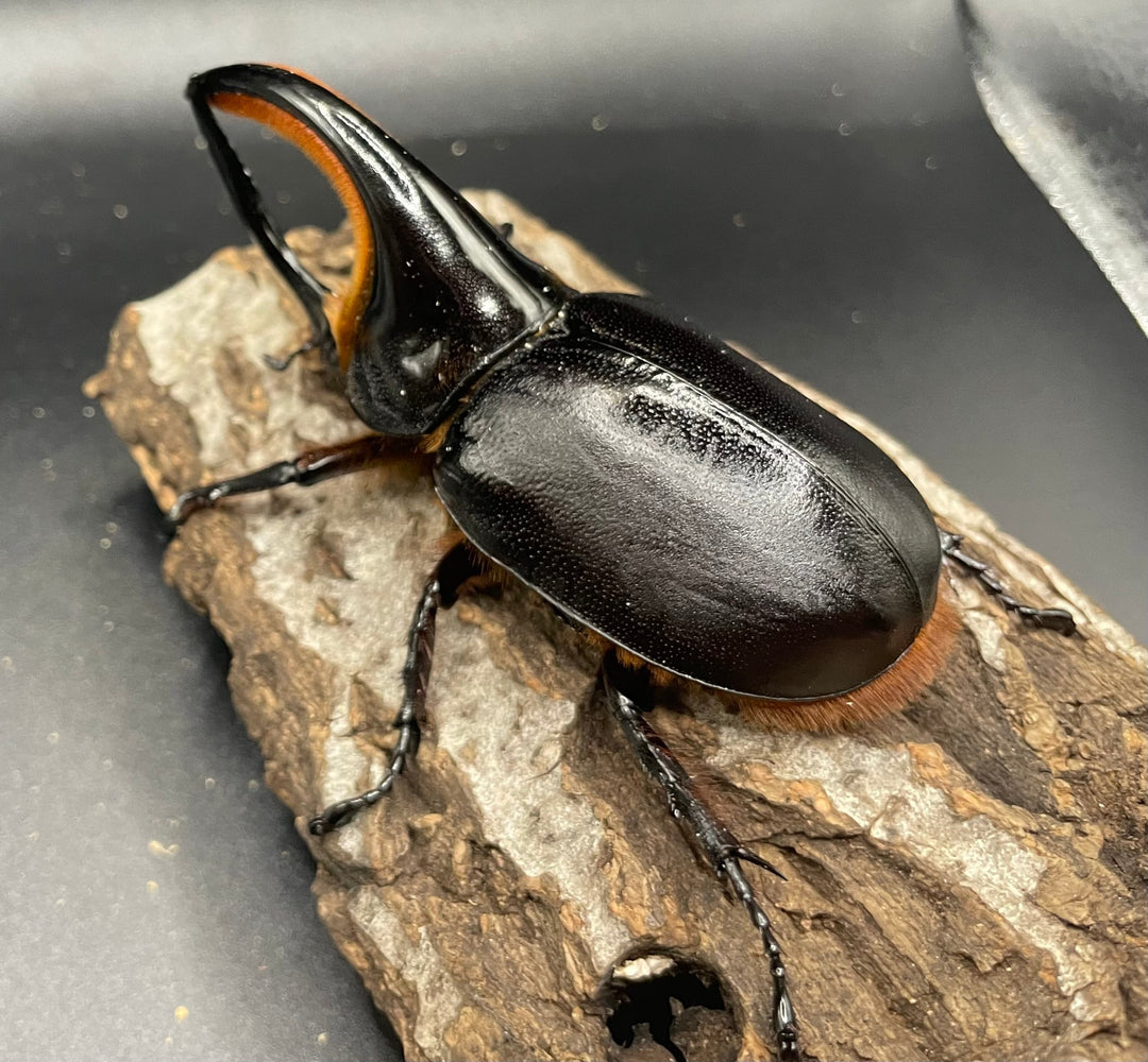 《サタンオオカブト 97mm ペア》