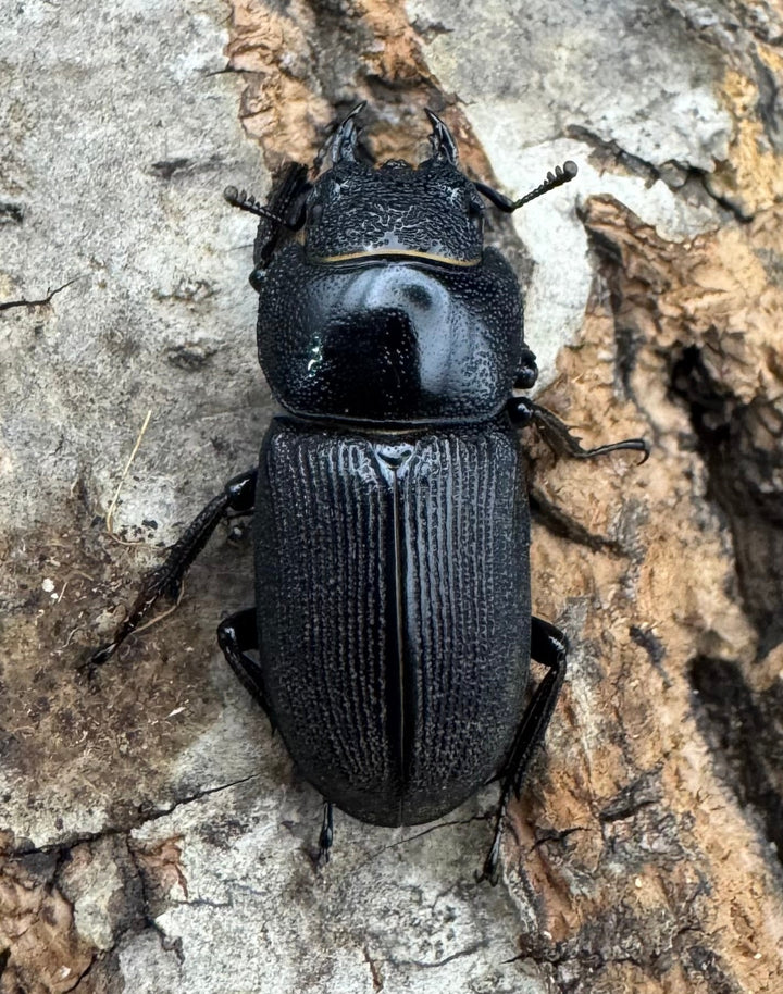 【WD】《ドルクス メンシウス 35ｍｍ ペア》