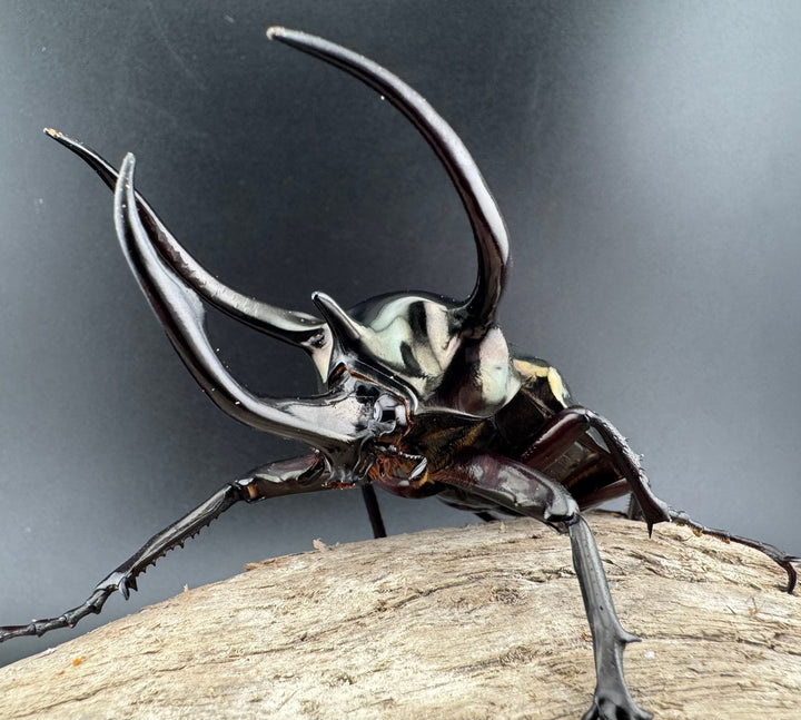 【WD】良型《ミンダナオアトラスオオカブト キダパワン産 96mm ペア》