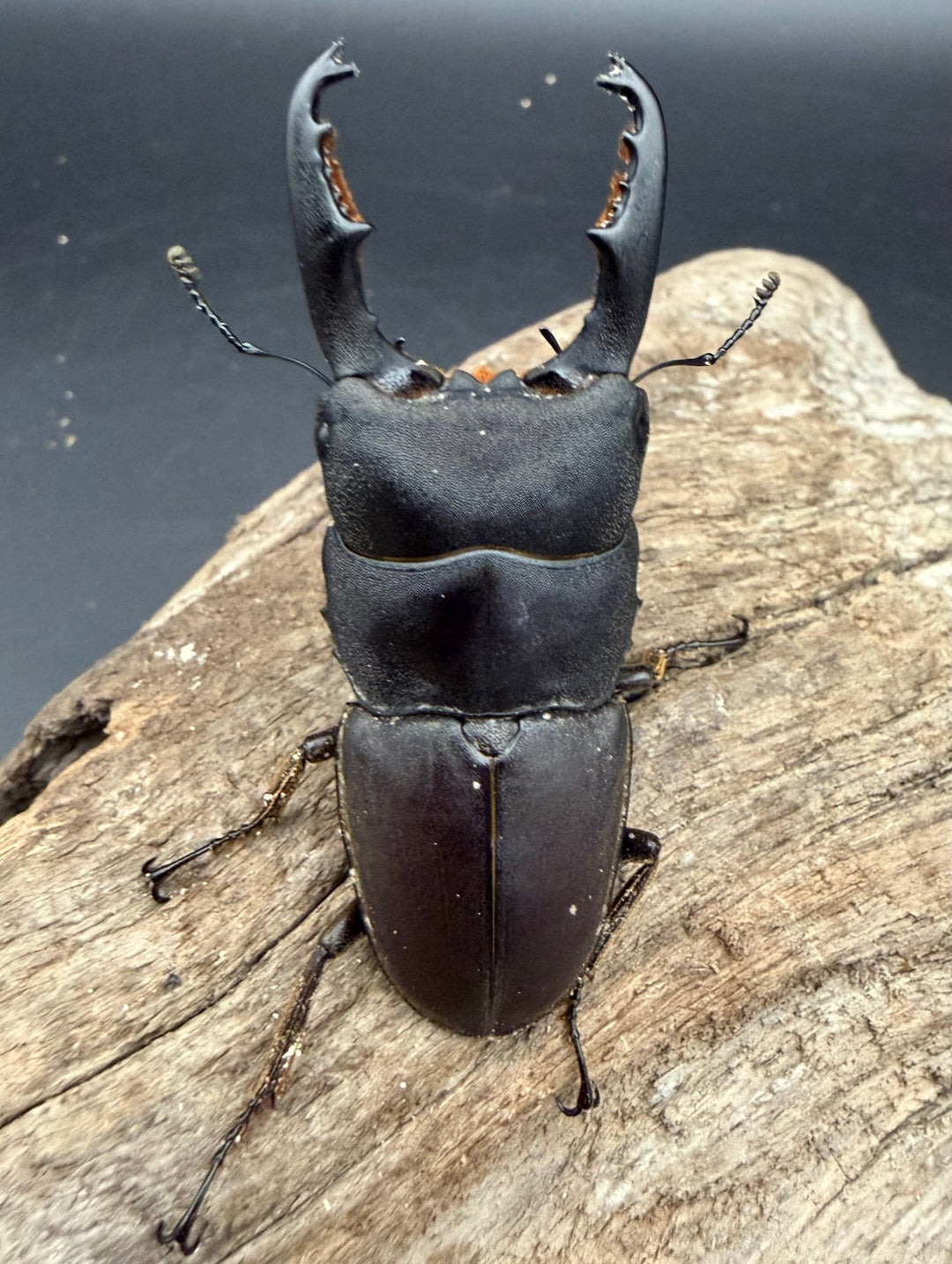 【WD】《タウルスヒラタ ボルネオ亜種 63mm ペア》