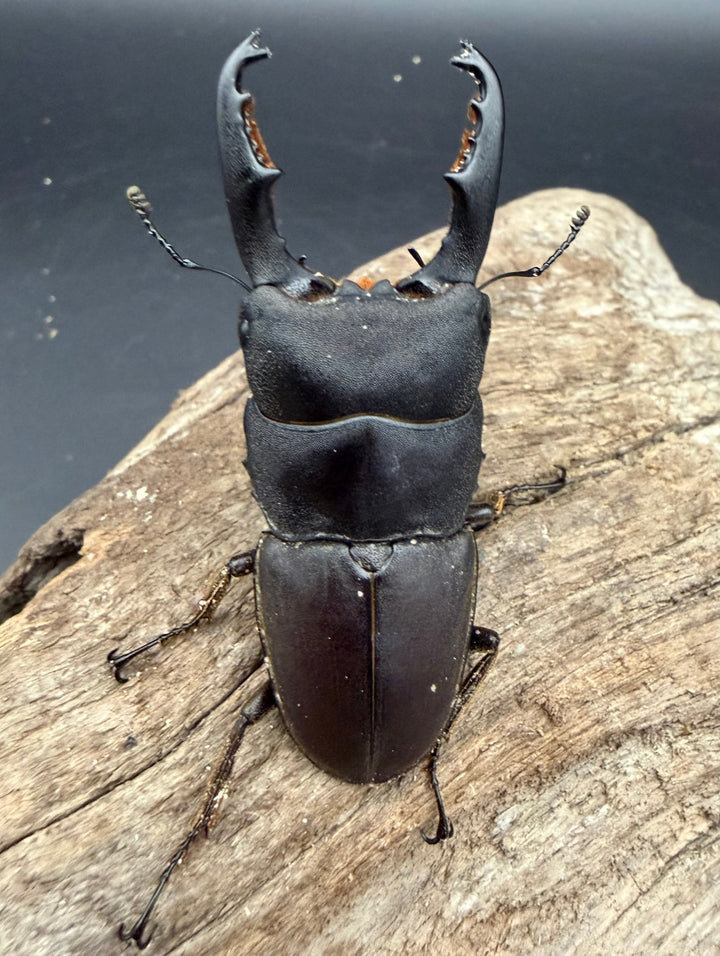 【WD】《タウルスヒラタ ボルネオ亜種 63mm ペア》