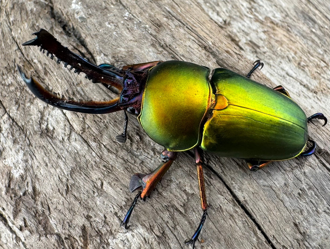 【WD】《パプアキンイロクワガタ アルファック産 41mm ペア》