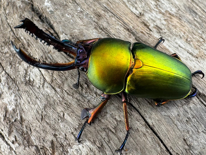 【WD】《パプアキンイロクワガタ アルファック産 41mm ペア》