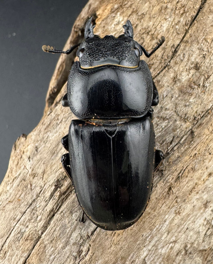 【WD】《パラワンオオヒラタ ガントン産 98mm ペア》