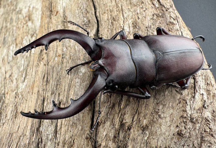 【WD】大歯《ノコギリクワガタ 立川産 55-60mm ペア》