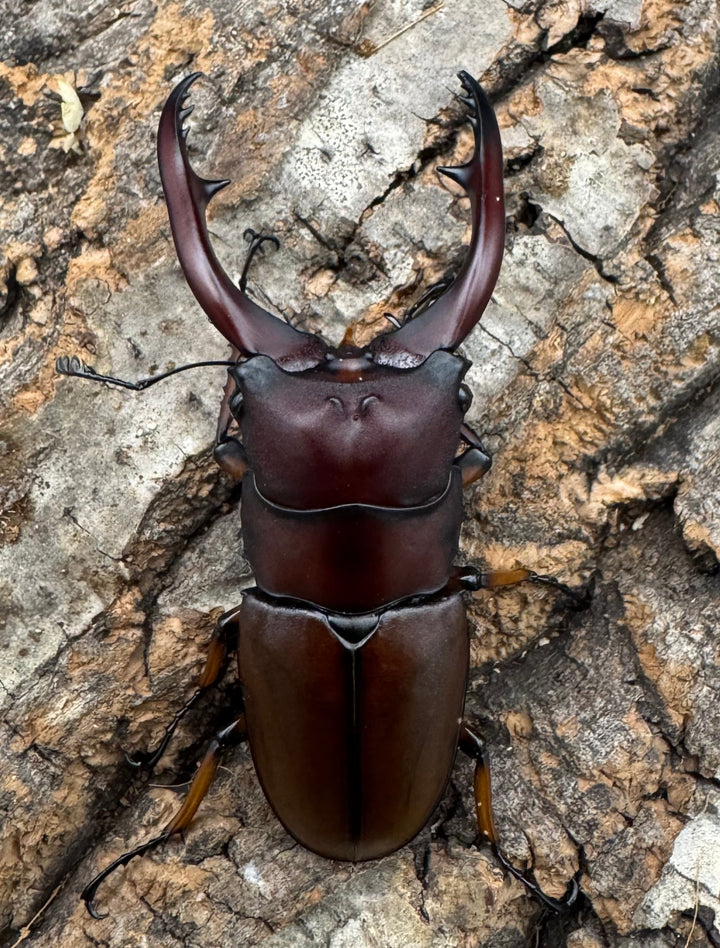 【WD】《アスタコイデスノコギリ ベンクール産 63mm ペア》