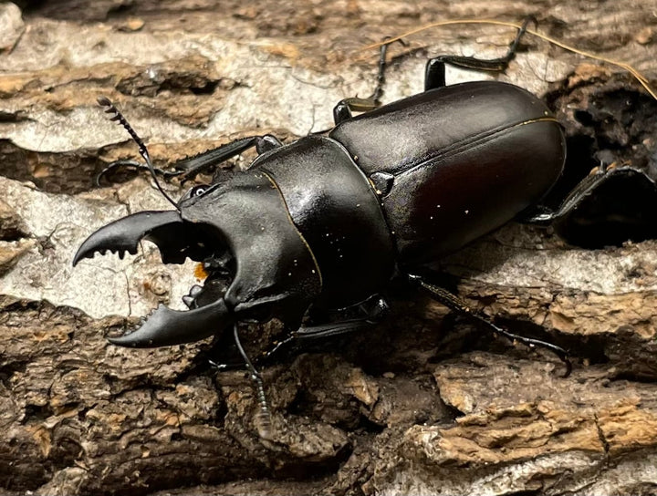 【WD】《オーエンノコギリクワガタ中国亜種melli 34.5mm ペア》