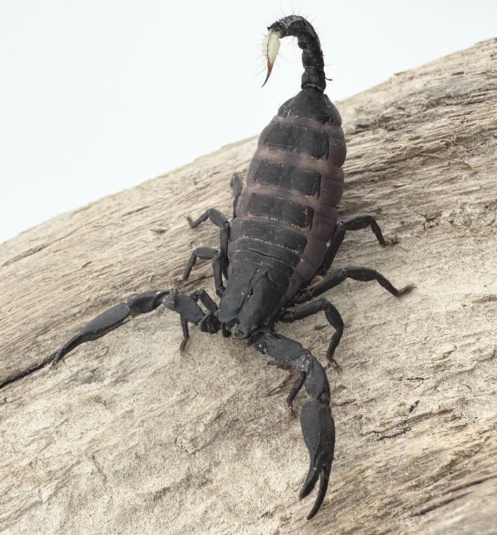 【CH】《トリスティスフォレストスコーピオン インド産 ベビーヤング》