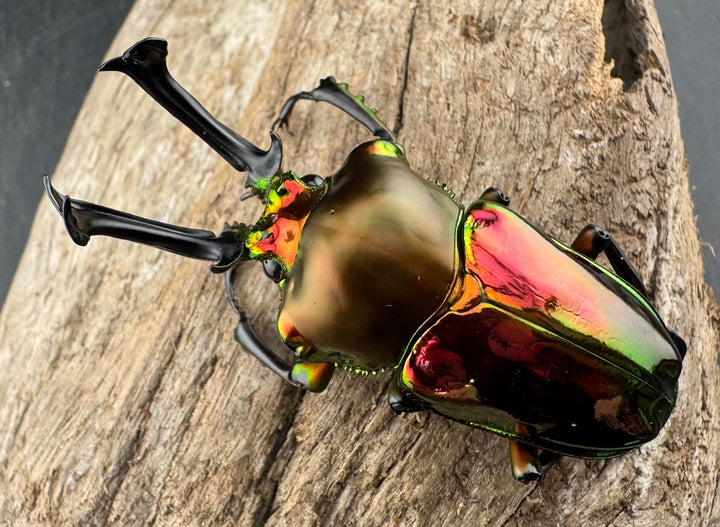 《ニジイロクワガタ 60.5mm ペア》