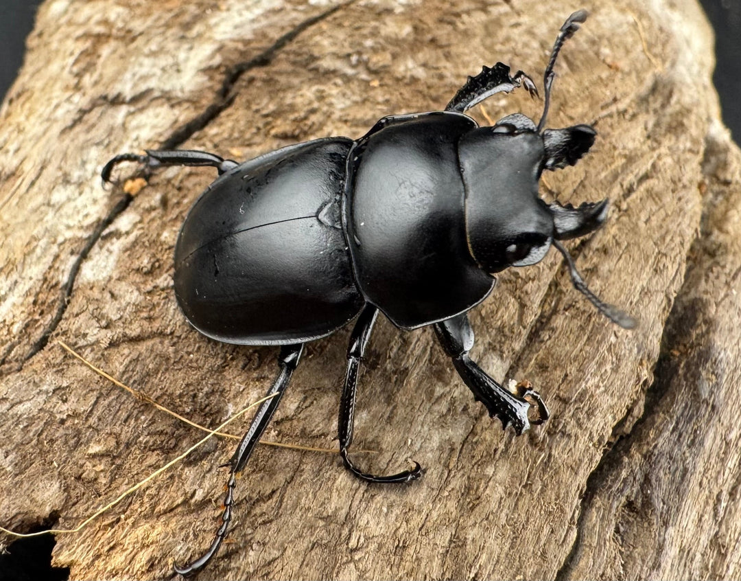 【WD】《グアードマルバネクワガタ 26mm A'品ペア》