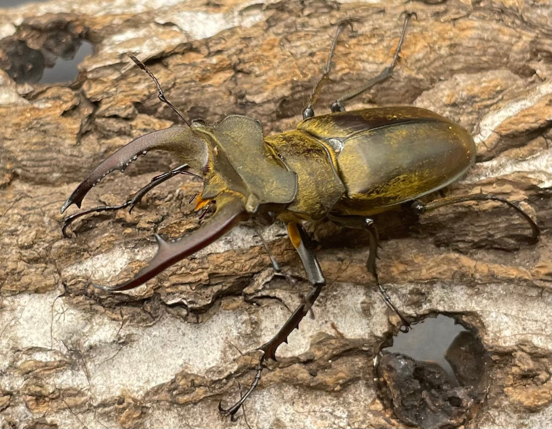 【WD】《ディルクミヤマクワガタ 48mm ペア》